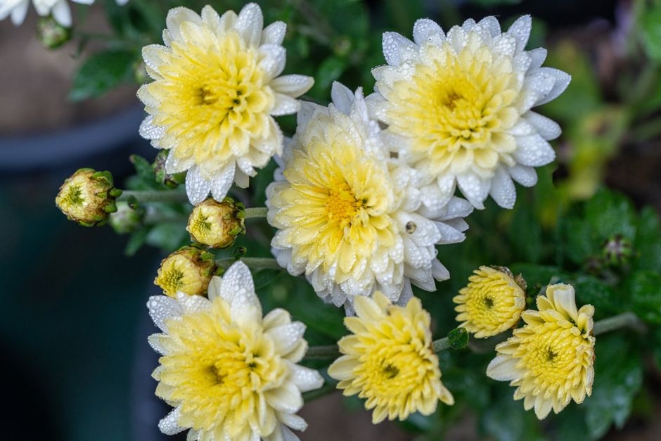 Planting fresh flowers in a garden bed