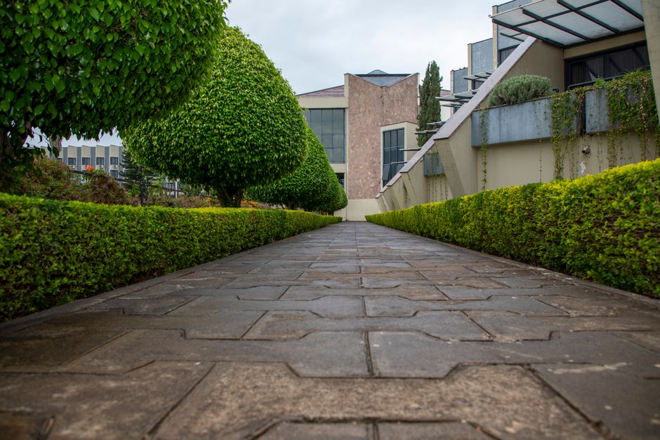 Trimming green hedges and tree maintenance